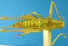 CollectionObject 1505474; bbe45172-5576-4671-83f0-c064251c493e: female, dorsal view (allotype). (CollectionObject).