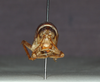 CollectionObject 1575861; 2189e54d-78c3-4ff8-b443-39fcd9981ad0: male, frontal view (holotype). (CollectionObject).