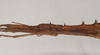 CollectionObject 1560117; NHMUK(SF IMPORT DUPLICATE) 844674, bc189b9a-eccd-4440-88e2-550641654006: copyright Natural History Museum, London. male: head, lateral view (holotype). (CollectionObject).