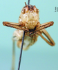 CollectionObject 1502517; cbb18e5e-5612-475d-8798-028035614e22: male, frontal view (syntype of Isophya poltoratskii). (CollectionObject).