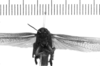 CollectionObject 1540834; 70d69987-0c30-43e2-8f49-ab04f8eda906: Image, Carbonell, C.S. male, frontal view (holotype). (CollectionObject).