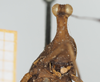 CollectionObject 1517897; ad9f2a00-e5dc-48ae-a87b-1ca3b54a9626, NHMUK10924424: female, frontal view (holotype). (CollectionObject).