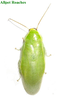 Panchlora nivea (Linnaeus, 1758): Copyright Orin McMonigle. Panchlora nivea? Adult female. Captive reared. (Otu).