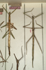 CollectionObject 1559026; NMW 779, 7e1847a0-cd7c-432d-9d71-6405e0886c23: copyright NMW, Vienna. female (syntypes). (CollectionObject).