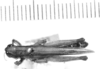 CollectionObject 1524029; 4b481be7-2b14-47ab-b764-0872219d8482: male, dorsal view (holotype of Leiotettix mendosensis). (CollectionObject).
