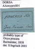 CollectionObject 1538340; dae0d230-ad6d-48d0-ae24-3ae063ab80a1: labels (holotype). (CollectionObject).