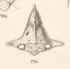 Head: !! display not done !! on Antianthe expansa (Germar, 1835): (Observation).