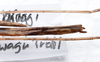 CollectionObject 1576186; 1e3de977-da3e-465a-8331-157557b09e8d: copyright SPM, Kinabalu. male: end of abdomen, dorsal view (holotype). (CollectionObject).