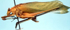CollectionObject 1522573; 97cfae1b-5f33-4628-93cc-4f1511a5d83f: male, lateral view (holotype). (CollectionObject).