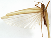 CollectionObject 1530630; 71275256-5846-4358-ba10-f15b51ff9583: female, dorsal view (paralectotype of Tylopsis meruensis). (CollectionObject).