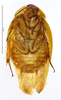 CollectionObject 1587337; MNHN(SF IMPORT DUPLICATE) MNHN-EP-EP1365, d68b6114-ac4a-4d03-9c1a-6f1074ed4282: CC BY-NC-ND 4.0/MNHN - Depraetere Marion - 2014. Paratype, female, of incisura Grandcolas, 1994. Specimen number: MNHN-EP-EP1365. http://coldb.mnhn.fr/catalognumber/mnhn/ep/ep1365. (CollectionObject).