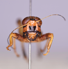 CollectionObject 1590324; 66499c57-ca91-4fbd-98fd-f48f14e06360: male, frons. (CollectionObject).;CollectionObject 1590325; a2f4d369-637e-4134-bfbf-551ac61aa90e: male, frons. (CollectionObject).