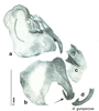 CollectionObject 1568240; bc5fb120-d246-4ba2-9a75-fd19da9124e9: Original drawing by Heidi Hopkins © Heidi Hopkins. Holotype, adult male, genitalia, ventral view. (CollectionObject).