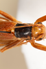 CollectionObject 1536896; 6d156eca-a4d3-4b4b-8899-f1b3c511cbd1: female, dorsal view (syntype). (CollectionObject).