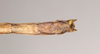 CollectionObject 1559546; NHMUK(SF IMPORT DUPLICATE) 844766, 7ba18df6-5bf1-402e-9090-f52d6be1091a: copyright Natural History Museum, London. male: end of abdomen, ventral view of Lopaphus langkawicus (holotype). (CollectionObject).