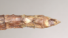 CollectionObject 1558679; 949218be-143d-41b8-a0d2-ecf7be6ac7c4: copyright Natural History Museum, London. female: end of abdomen, ventral view (holotype). (CollectionObject).
