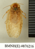CollectionObject 1572909; 129811cf-7c12-4053-b3c3-51005561ab44: Copyright Natural History Museum, London. Non-type (adult male) in BM(NH). Dorsal view. (CollectionObject).