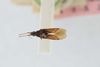 Pamerana nigritula (Walker, 1872): PAmerana nigritula. Holotype-dorsal habitus. (BMNH) - (CC BY-NC 4.0) Photo by Stuart Cole, reproduced with permission from the Natural History Museum, London, UK. (Otu).