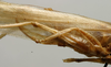CollectionObject 1535044; 6f4008e6-9fc2-47ce-ad1d-a66cf360ae49: female ovipositor (lectotype). (CollectionObject).