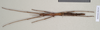 CollectionObject 1559916; 630d30de-80ea-4ee9-ad4d-d0e411c40016: copyright Natural History Museum, London. female (paratype). (CollectionObject).;CollectionObject 1559917; 8acea706-d42c-46d4-9bde-b95b67061095: copyright Natural History Museum, London. female (paratype). (CollectionObject).