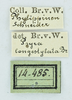 CollectionObject 1476183; 71178f05-e017-413e-bc0b-d5d8364be1be: labels (male holotype). (CollectionObject).