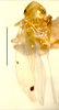 Habitus, dorsal view: Habitus (holotype of E. ferrosa Hepner, INHS collection). (Observation).