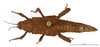 CollectionObject 1587921; 11dda817-c4c4-4261-a97e-99973e1722fa: copyright MNHN, Paris. female (paratype). (CollectionObject).