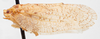 Habitus, lateral view: !! display not done !! on Atracis pyralis (Guérin-Méneville, 1831): (Observation).