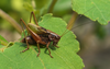 CollectionObject 1578038; eeb0fc67-6e73-444c-bbfb-ffba603a33d3: male. (CollectionObject).