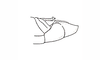 Dichroplus patruelis (Stål, 1861): Fig. 22. male abdomen tip, lateral view. (Otu).