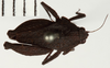 CollectionObject 1571064; 10f36618-955a-4893-9859-0946d4f66334: male, dorsal view. (CollectionObject).