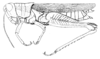 Dichroplus intermedius Ronderos, 1976: Fig. 15. female habitus. (Otu).
