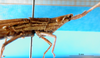 CollectionObject 1501393; 1e88d07b-b88a-4ac5-a500-d07f7ae7467b: male, head and pronotum lateral view (syntype). (CollectionObject).
