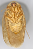 CollectionObject 1569232; f655a0b2-f3eb-4a5e-8076-0ccd3d02b929: Photo by Heidi Hopkins. Holotype, adult male, ventral habitus. (CollectionObject).