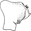 Pygofer, lateral view on Edwardsiana delongi Christian, 1953: Pygofer, lateral view. (Observation).