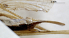 CollectionObject 1503383; MBBJ 3226102, 960b7e94-d0ab-442a-b040-af6c765770b4: female subgenital plate (syntype). (CollectionObject).