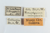 CollectionObject 1560825; NMW 175''''', 8eb1b982-0a25-469d-b520-71ddac92697b: copyright NHMW, Vienna. female, data labels of Paraphasma marginale (paralectotype). (CollectionObject).