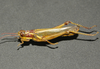 Zygoclistron superbum Rehn, 1907: male. (Otu).