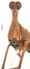 CollectionObject 1499145; 46504515-cc2f-42ce-85c3-b03fd29c5385: female, frontal view (holotype). (CollectionObject).