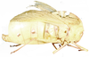 Bullacris intermedia (Péringuey, 1916): male, lateral view. (Otu).