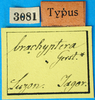 CollectionObject 1500144; 9e97be46-c53d-4377-bfe8-0af0198af28d, MfN 3081: labels (holotype). (CollectionObject).