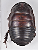 CollectionObject 1613746; 50449d2b-25fe-4b2c-8481-45ac87bb46ee: (CollectionObject).