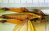 CollectionObject 1498828; 1783afad-7590-4bb1-b9be-3e5e70c2c749: 2012. female, dorsal view. (CollectionObject).