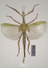 CollectionObject 1563720; fb7930ba-67bf-4588-b803-4ca388a69dd2, NHMUK(SF IMPORT DUPLICATE) 845028: copyright Natural History Museum, London. female of synonym Eurycnema viridissima (paralectotype), copyright Natural History Museum, London. (CollectionObject).