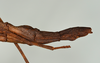 CollectionObject 1561472; f0bbf3ef-577e-47ff-9da4-6aad183923fe: copyright USNM, Washington. (CollectionObject).