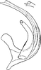 Aedeagus, lateral view: Aedeagus, lateral view. (Observation).