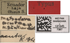 CollectionObject 1537270; f950b392-6df1-4fa4-8b31-111e6715130a: holotype male (labels). (CollectionObject).