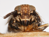 Head: !! display not done !! on Pissonotus frontalis (Crawford, 1914): (Observation).