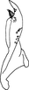 Stylus on Delospilopterus orthopeus Stiller, 2001: Stylus. (Observation).