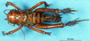CollectionObject 1537524; 64a9f2d2-0379-4498-9026-7ba512cb75c4: male, dorsal view (holotype). (CollectionObject).